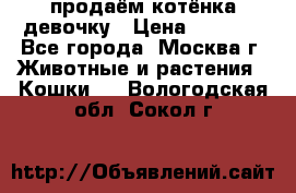 продаём котёнка девочку › Цена ­ 6 500 - Все города, Москва г. Животные и растения » Кошки   . Вологодская обл.,Сокол г.